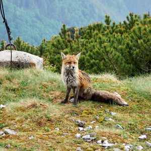 Zwei Tage Rax gemütlich