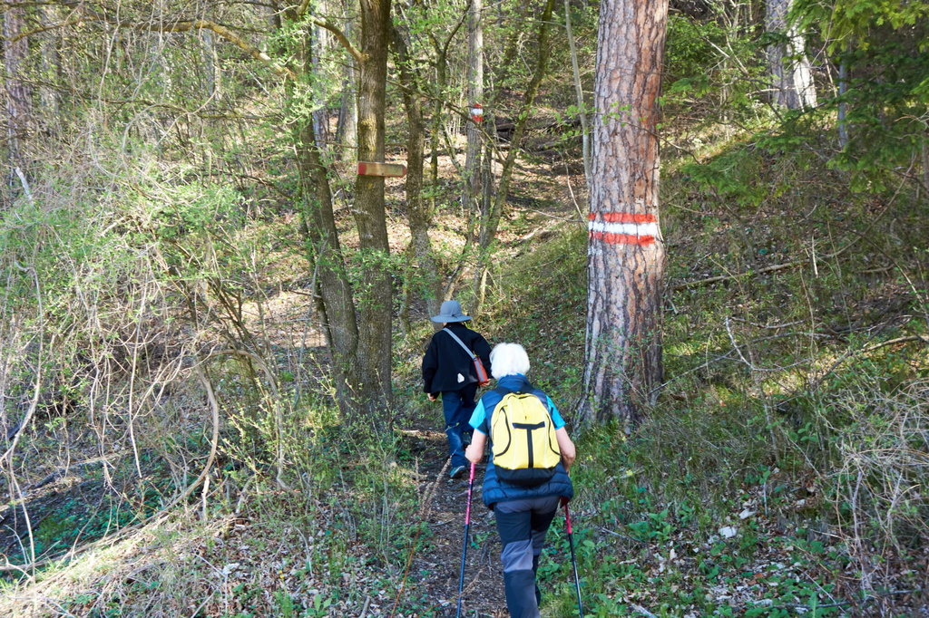 Start des Wanderwegs im Wald hinauf.