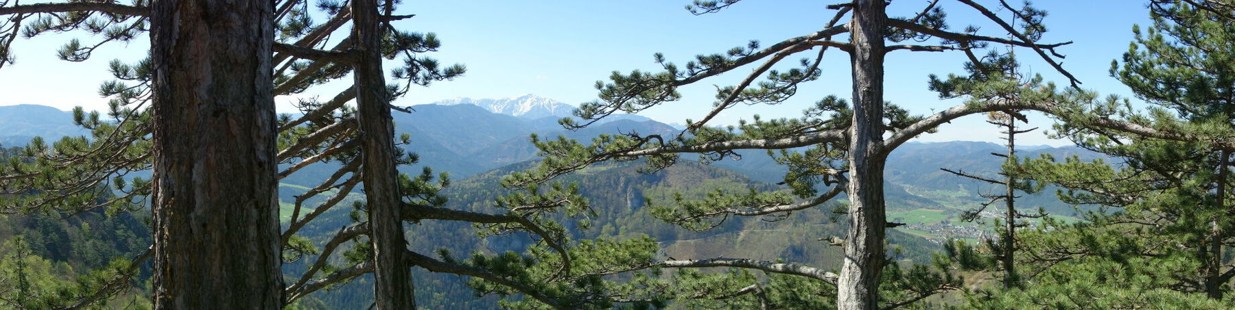 Aussicht durch den Wald auf den Schneeberg und auf Pernitz.