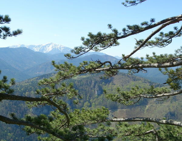 Aussicht durch den Wald auf den Schneeberg und auf Pernitz.