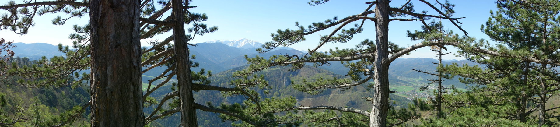 Aussicht durch den Wald auf den Schneeberg und auf Pernitz.