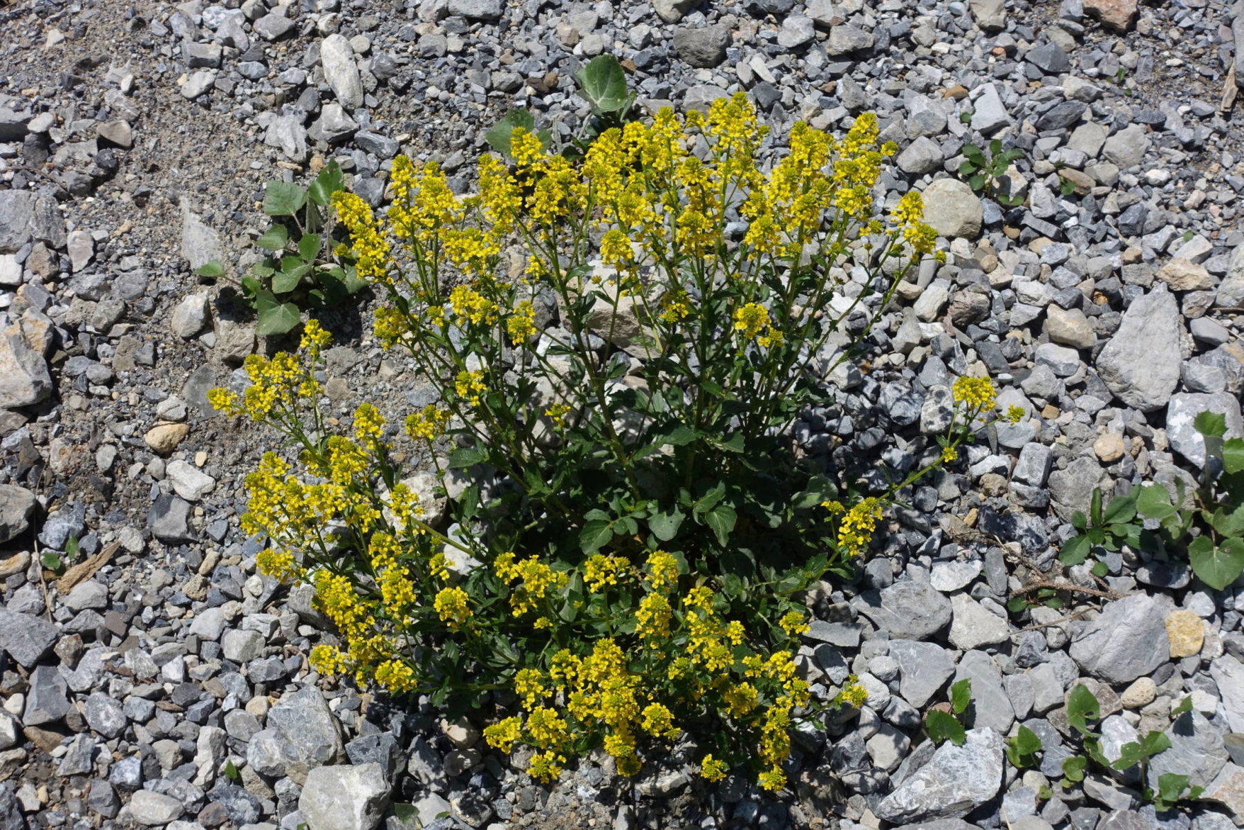 Viele Alpenblumen stehen bereits in voller Blüte (Foto: Peter Backé)