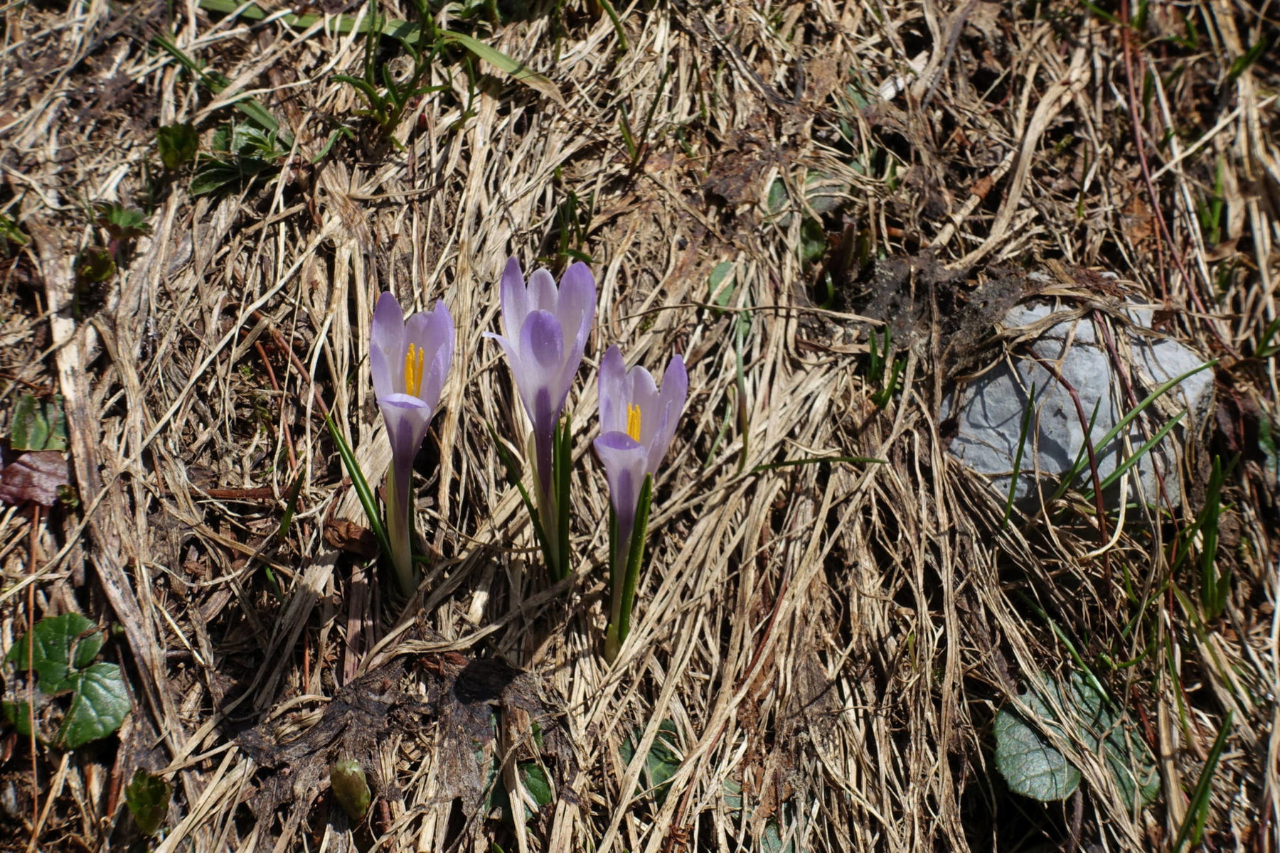 Krokusse erfreuen das Bergsteigerherz (Foto: Peter Backé)