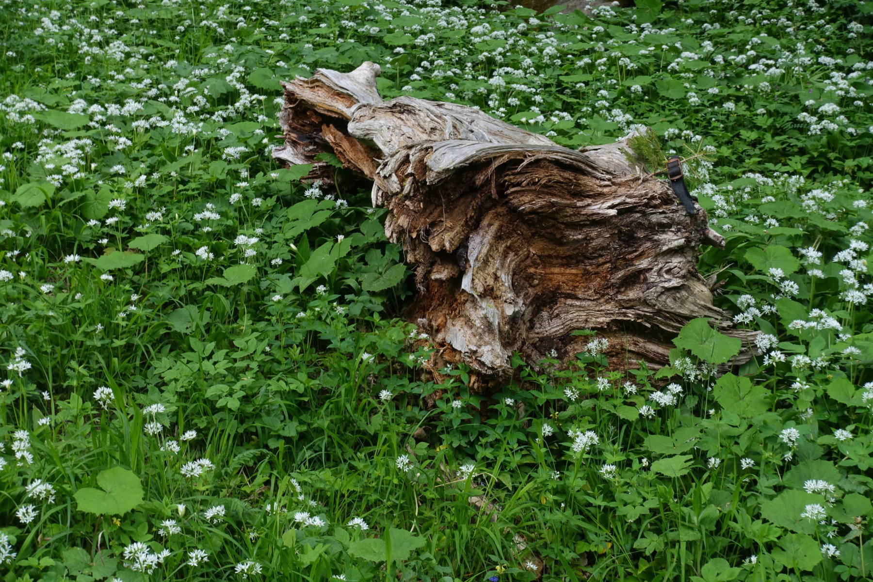 Bärlauchblüte (Foto: Peter Backé)