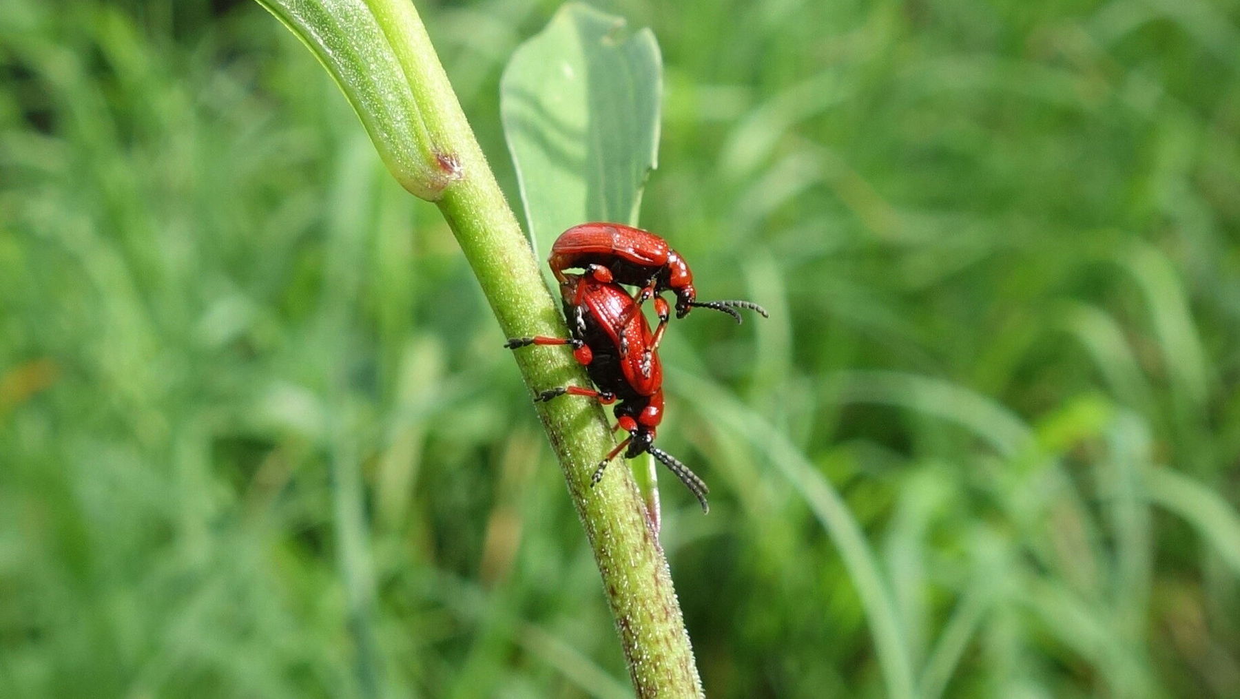 Maiglöckchenhähnchen
