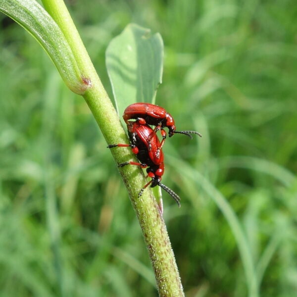 Maiglöckchenhähnchen