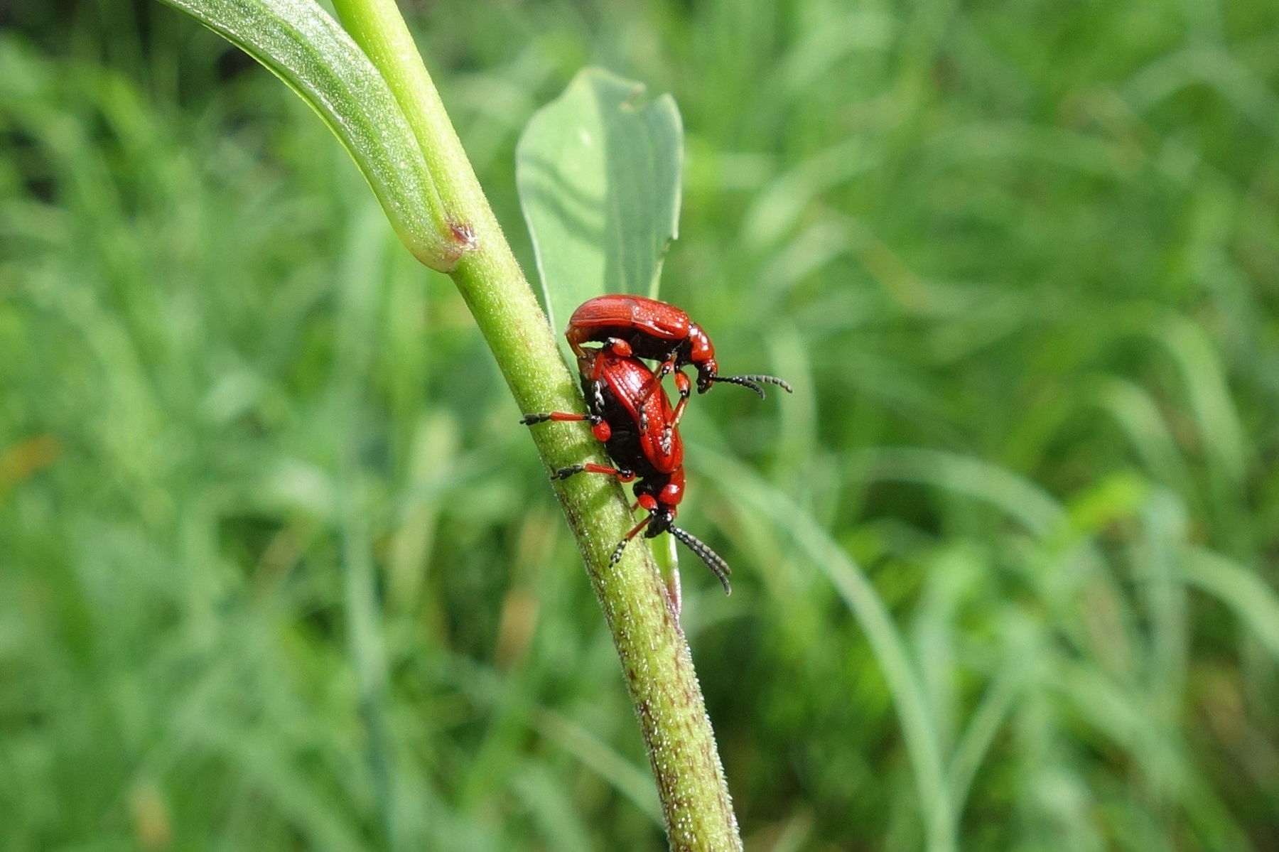 Schnellerwagsteig nach Losenheim