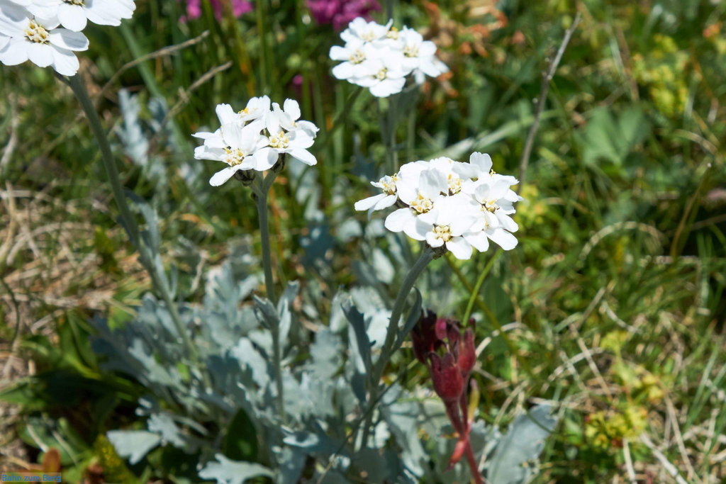 Bittere Schafgarbe oder Steinraute