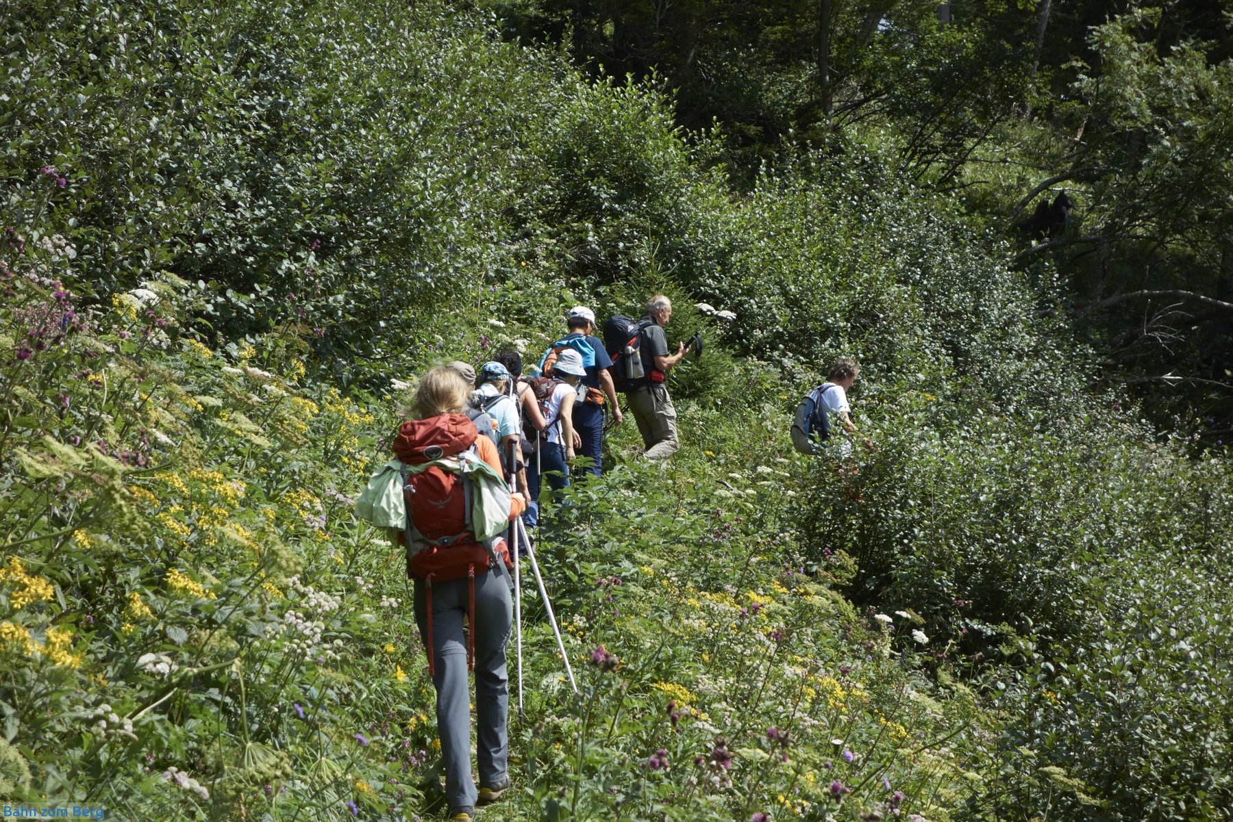 Der Weg durch die Botanik ist gut ausgetreten.