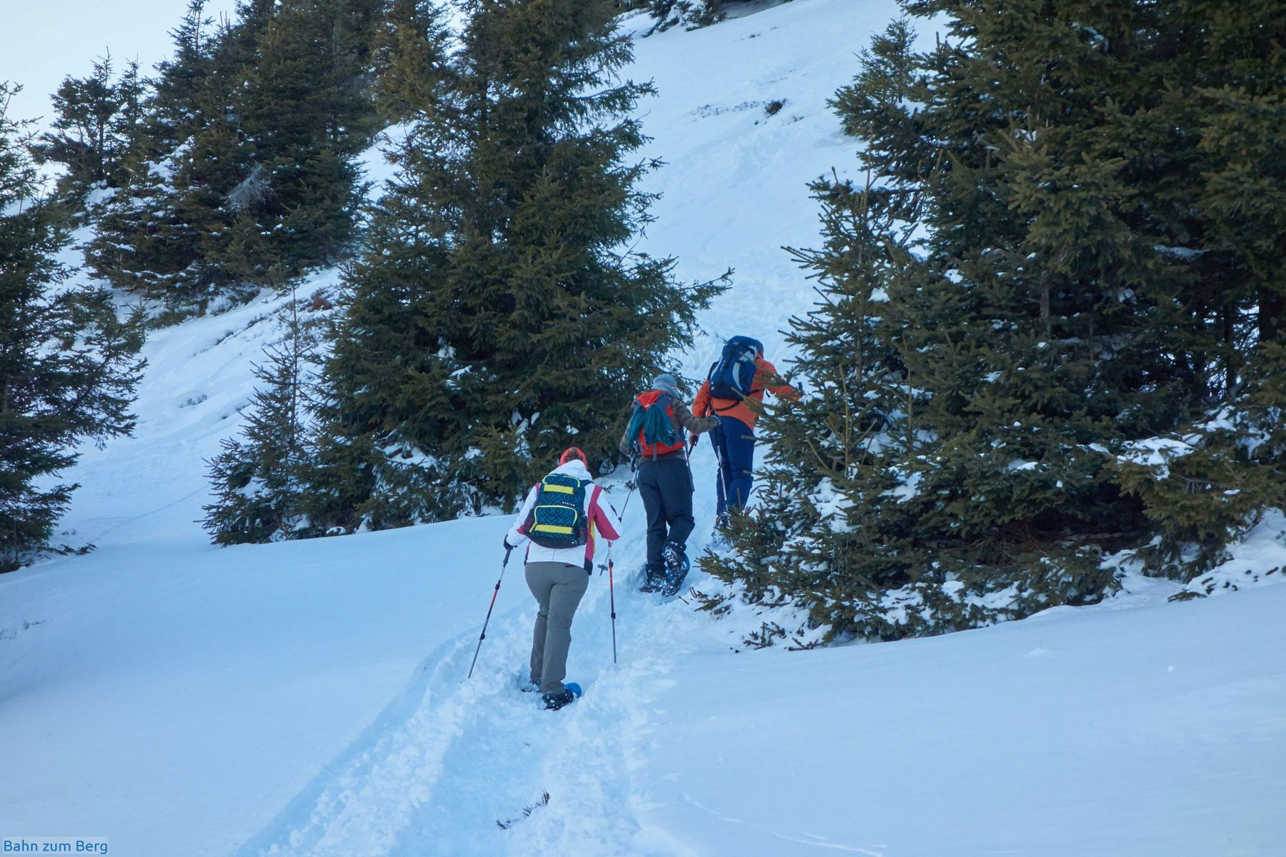 Knapp unter der Baumgrenze