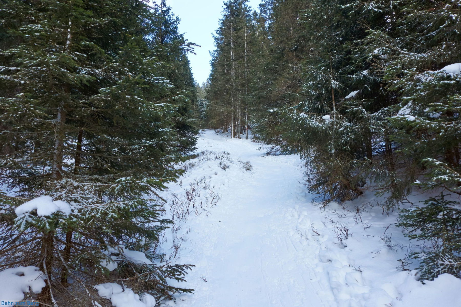 Aufstieg durch den Wald
