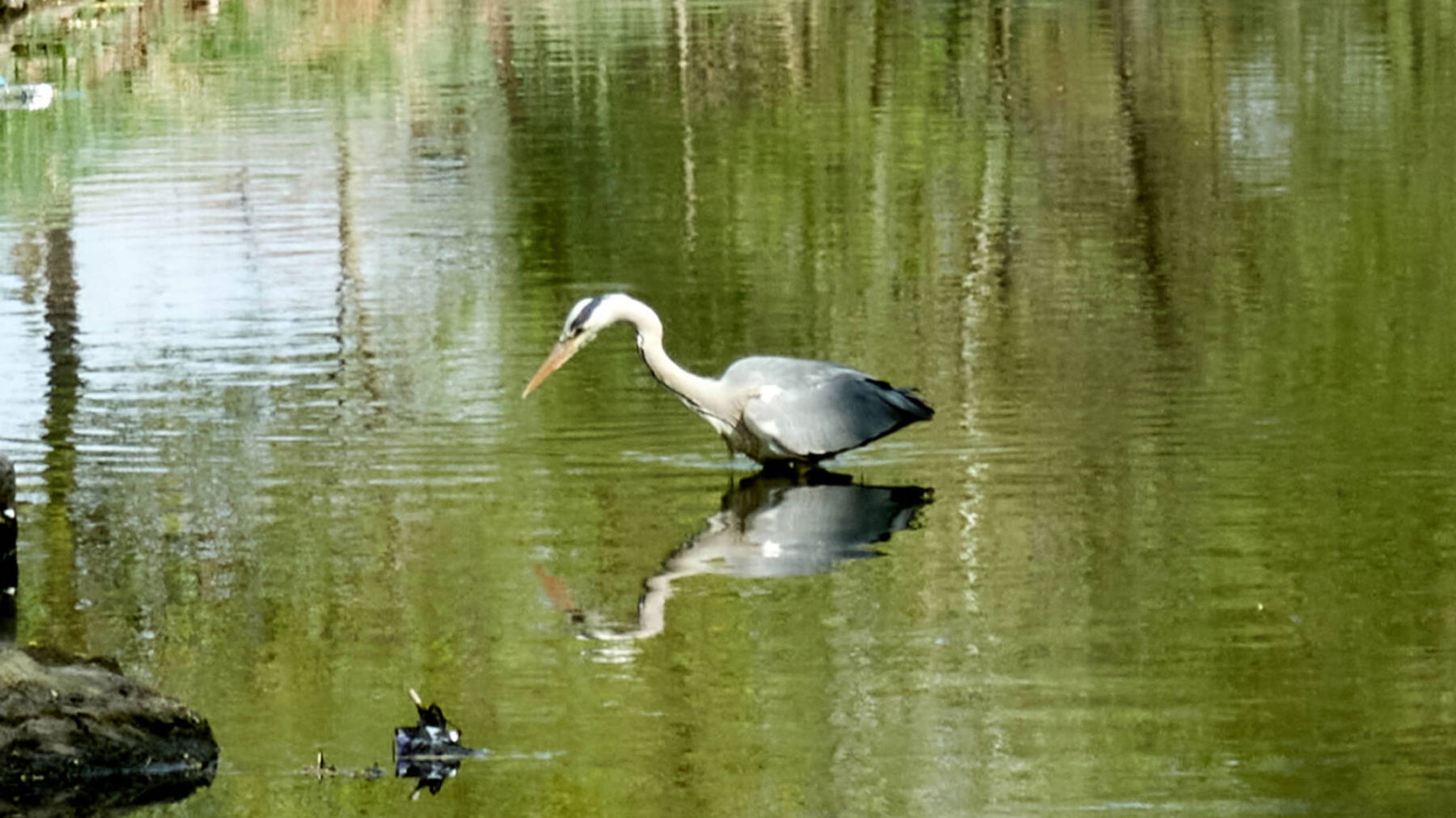 Graureiher im Liesingbach