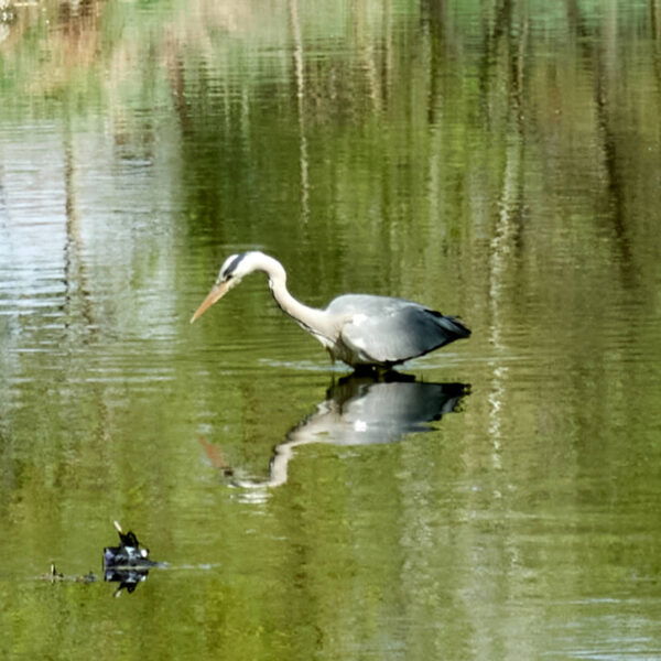 Graureiher im Liesingbach