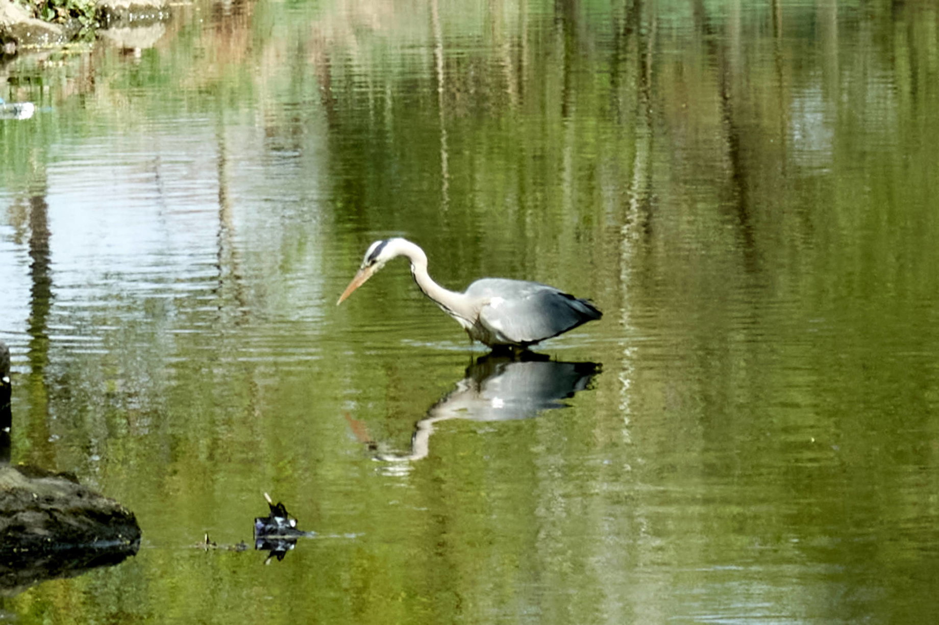 Graureiher im Liesingbach