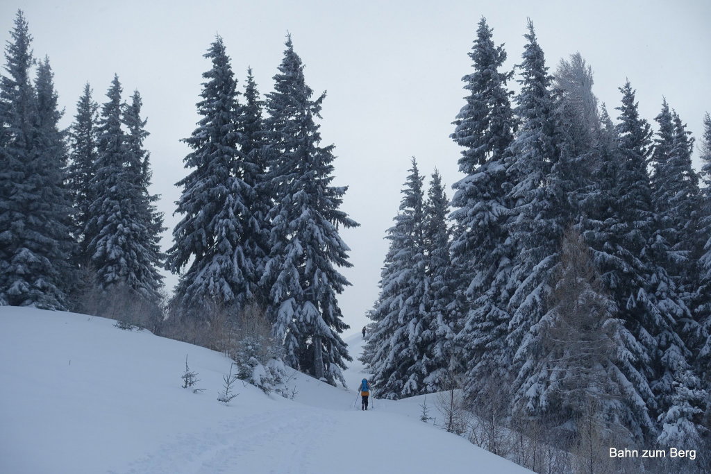 Blick zwischen den Bäumen hindurch auf den letzten Anstieg auf den Erzkogel