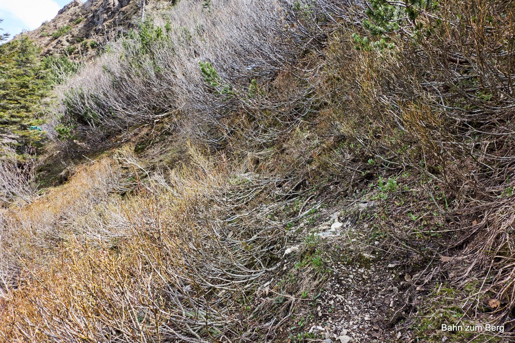 Der Weg ist nicht sehr viel begangen.