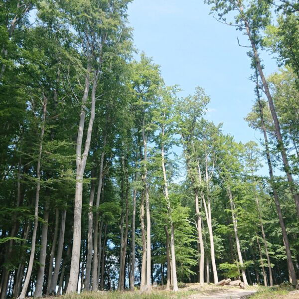 Lainzer Tiergarten