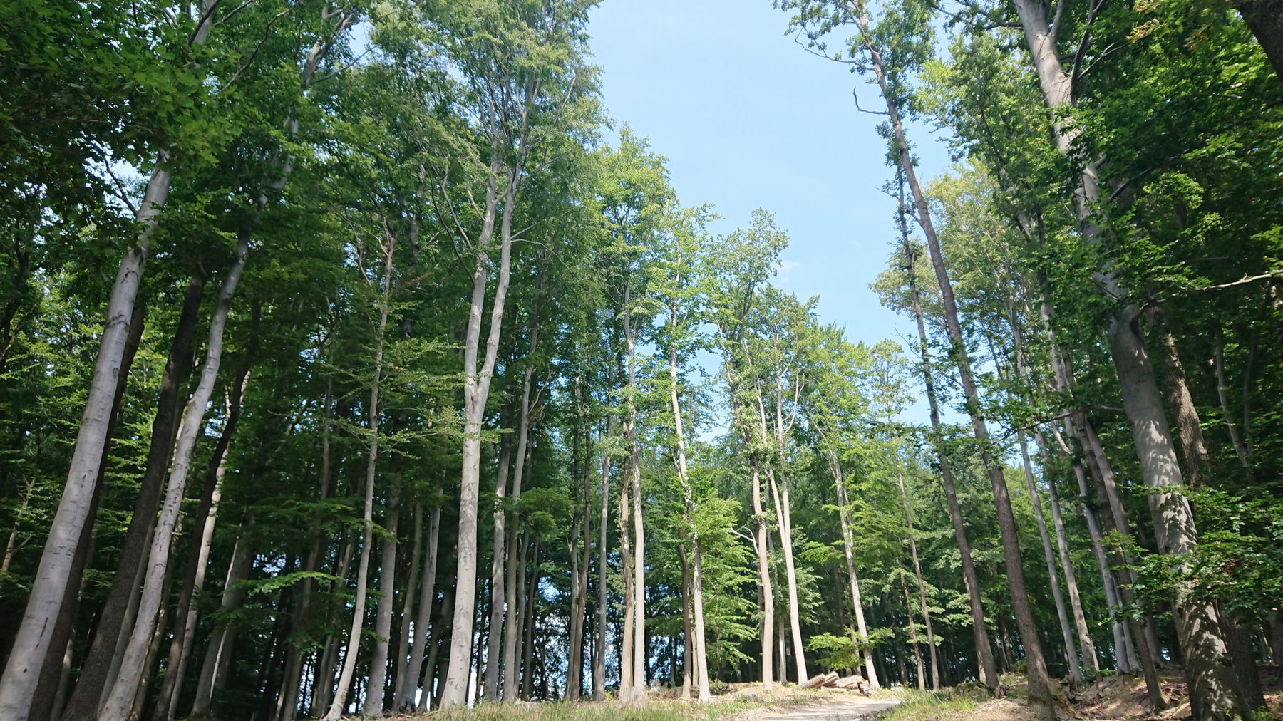 Erholung im Lainzer Tiergarten