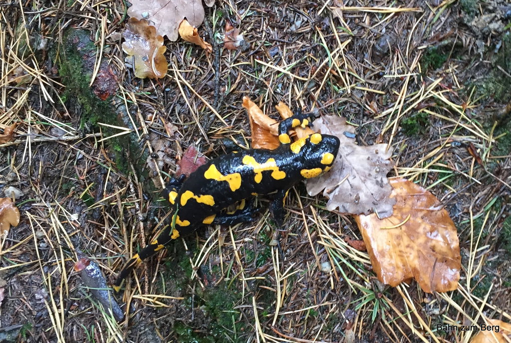 Diesen Herrn trifft man bei gleißendem Sonnenschein sicher nicht. Foto: Martin Heppner