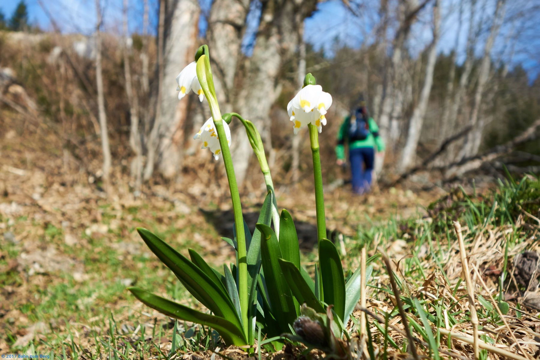 Frühlingsknotenblume