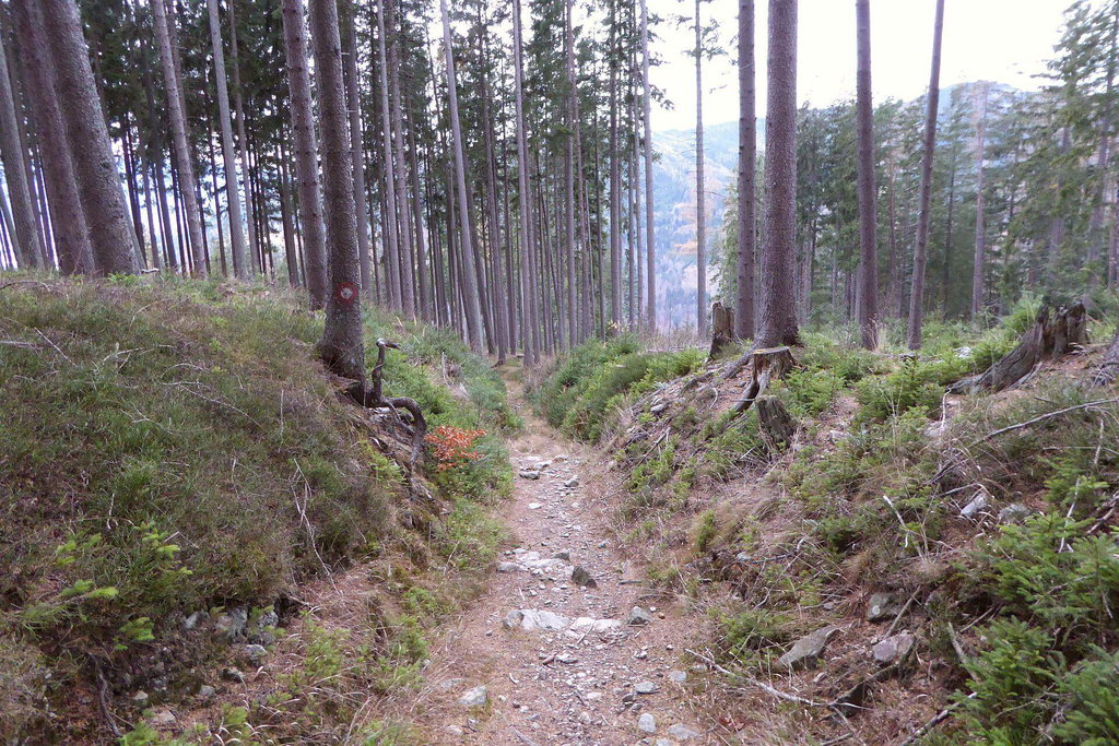 Einer der vielen Hohlwege auf die Große Scheibe.