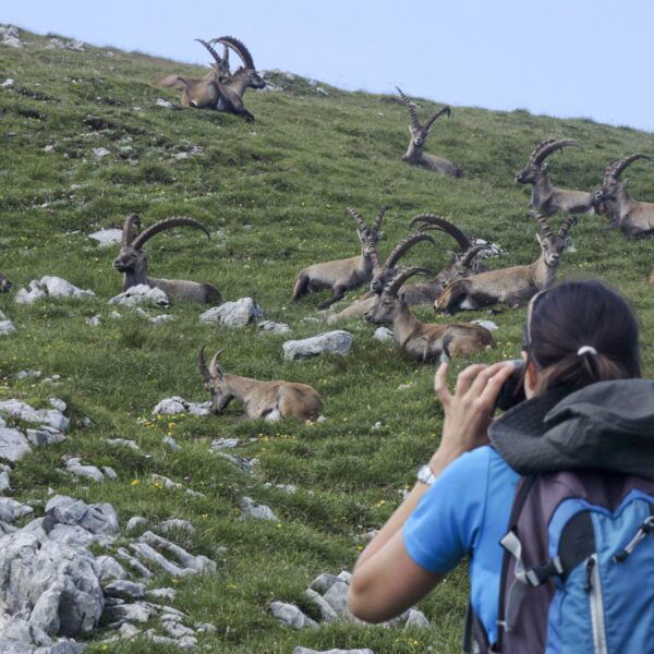 Fotosession mit dem König der Alpen. Foto: Johannes Reinprecht.