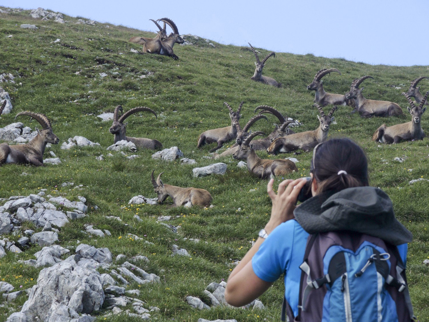Fotosession mit dem König der Alpen. Foto: Johannes Reinprecht.