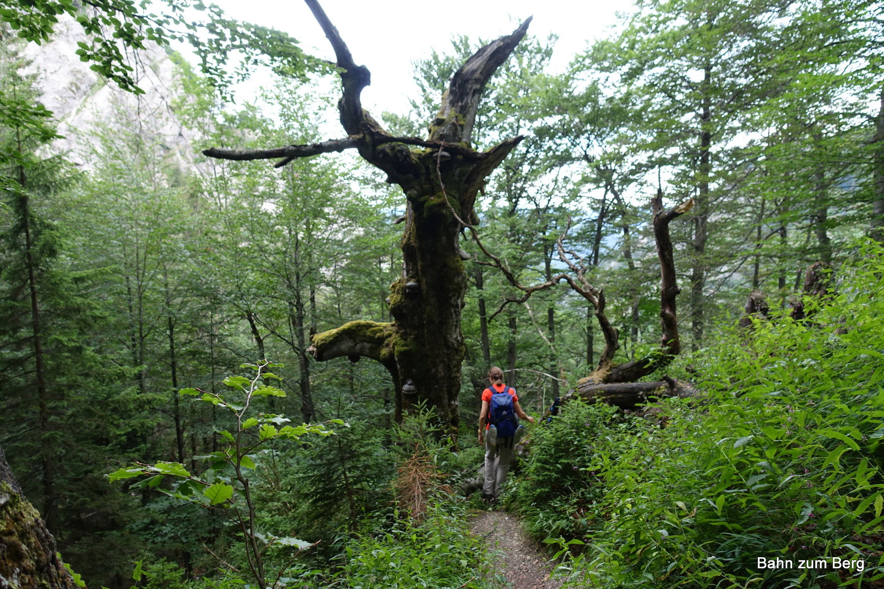 Am Rande des Wildnisgebiets Dürrenstein