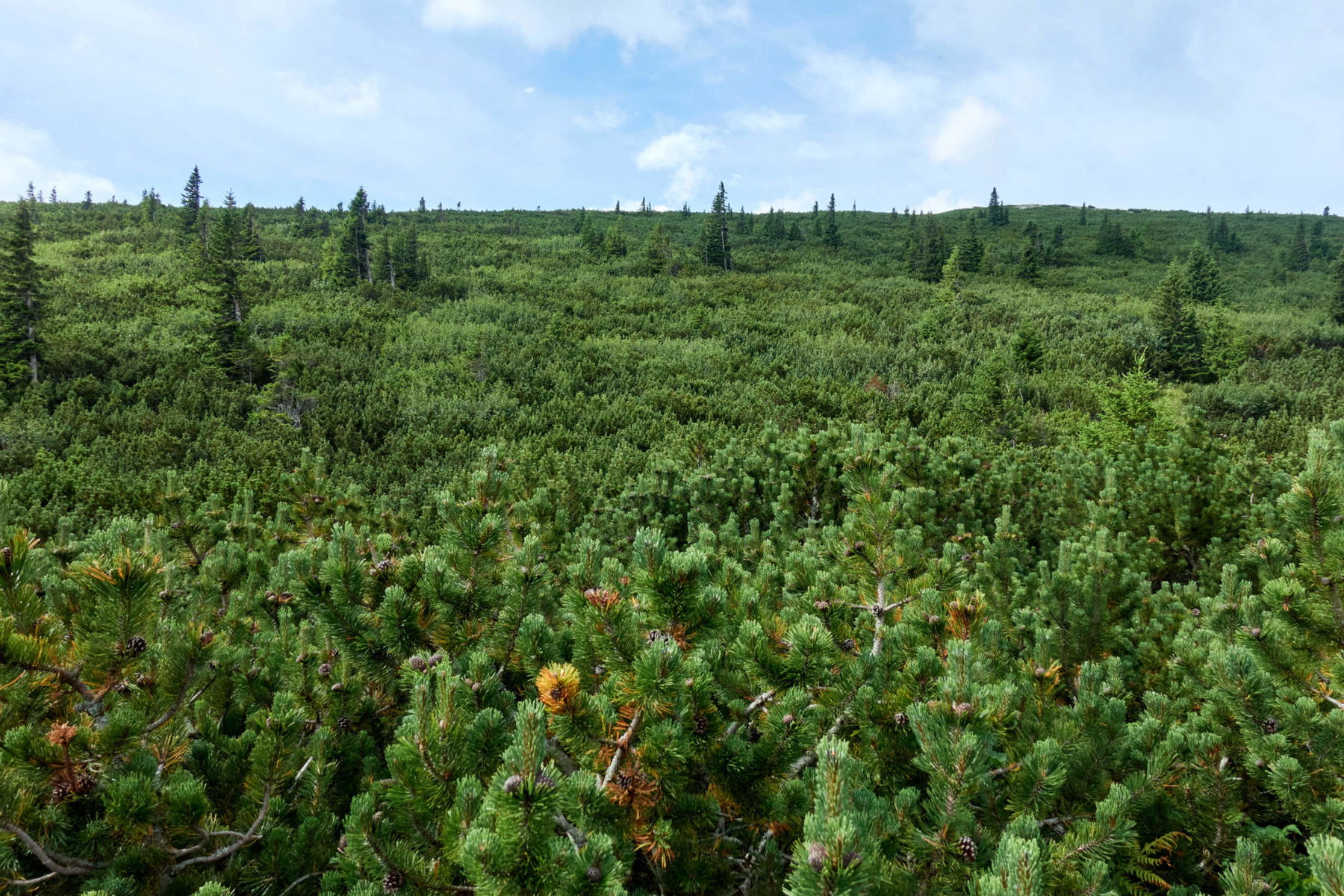 Rax Latschen-Hatschen