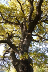 Sommereiche, 450 Jahre alt