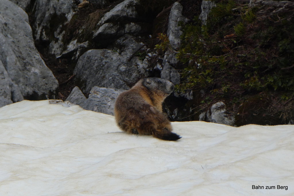 Murmeltiere sind schon unterwegs. Foto: Didi T.
