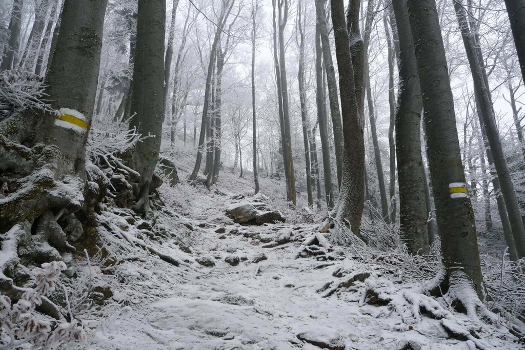 Schöner Waldaufstieg zur Edelweißhütte.