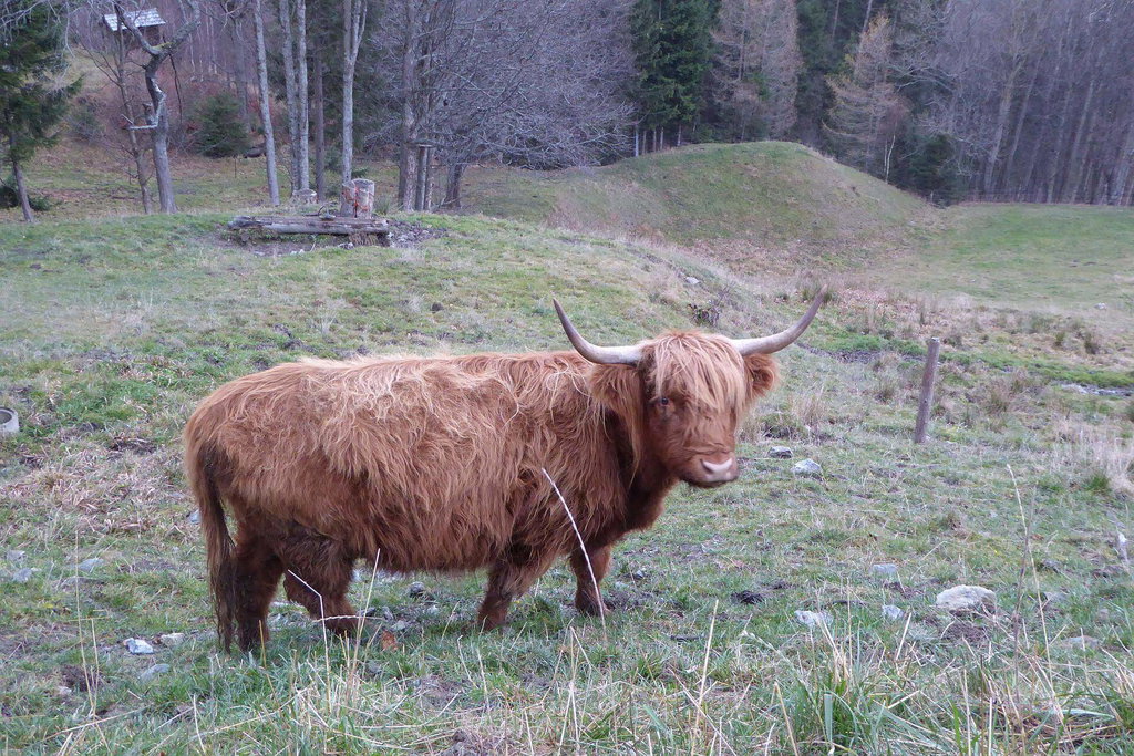 Schottisches Hochlandrind