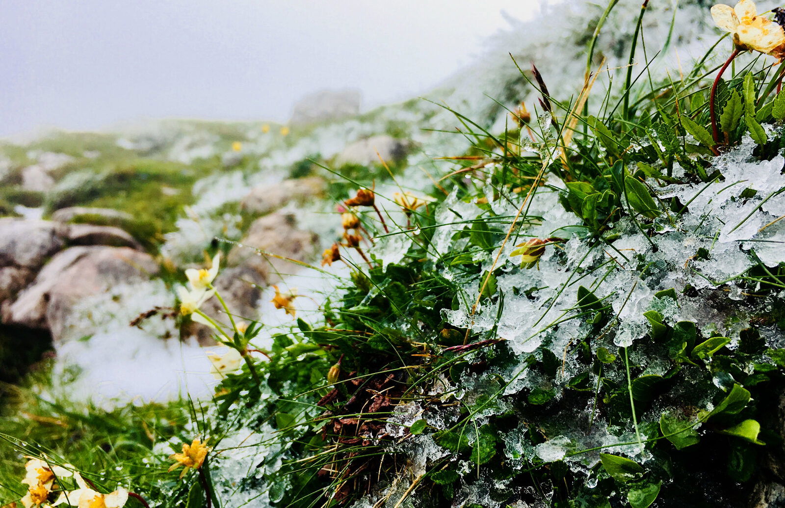 Eis (Fotos: Stefan Hochhold)