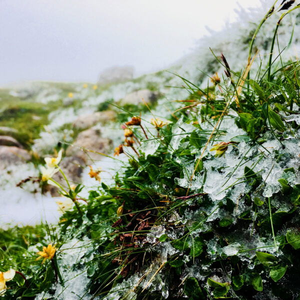 Eis (Fotos: Stefan Hochhold)