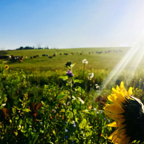 Rinderherde & Sonnenblume (Foto: Stefan Hochhold)