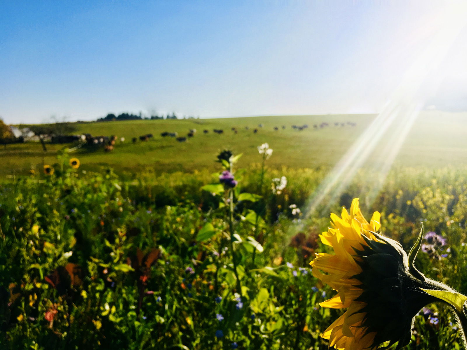 Vom Hansberg durch das „Junge Pesenbachtal“ zur Zeller Kreuzung