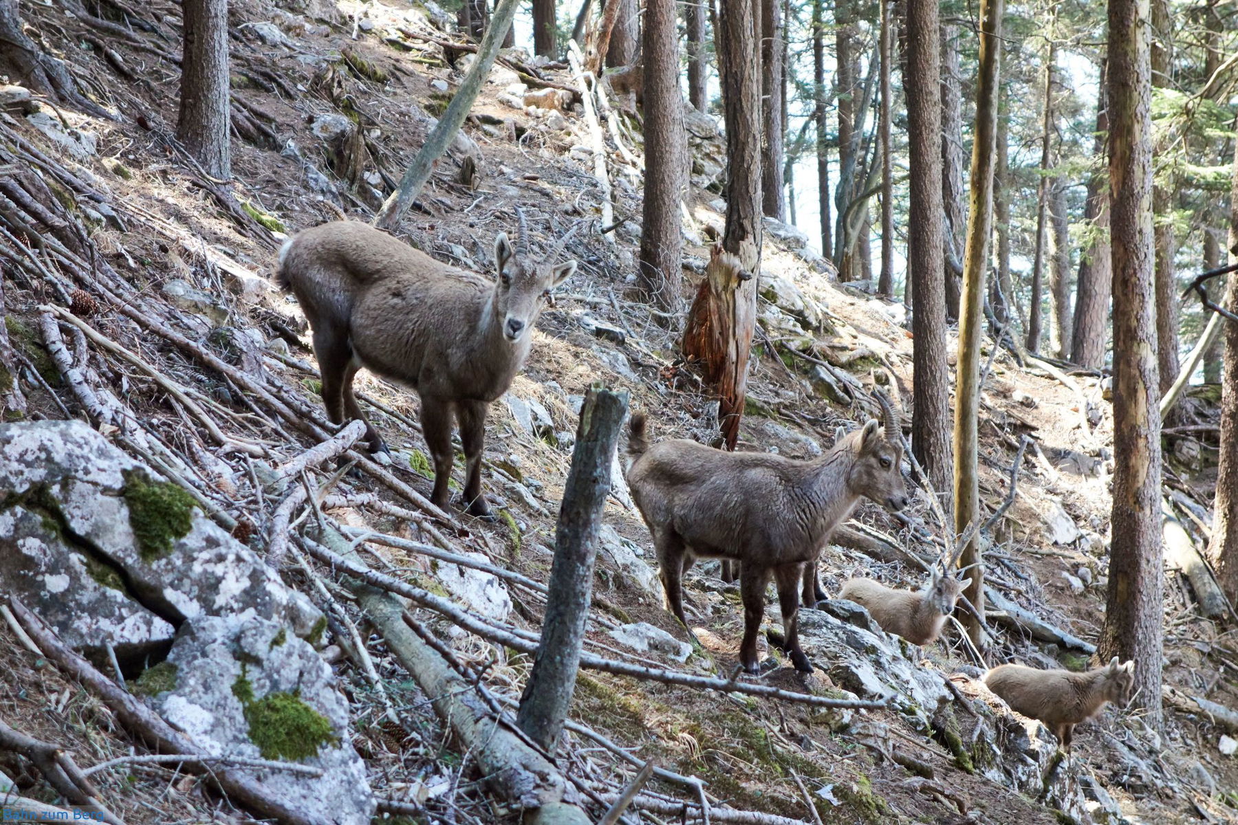Die Steinböcke unterm Röthelstein sind Menschen anscheinend gewöhnt.