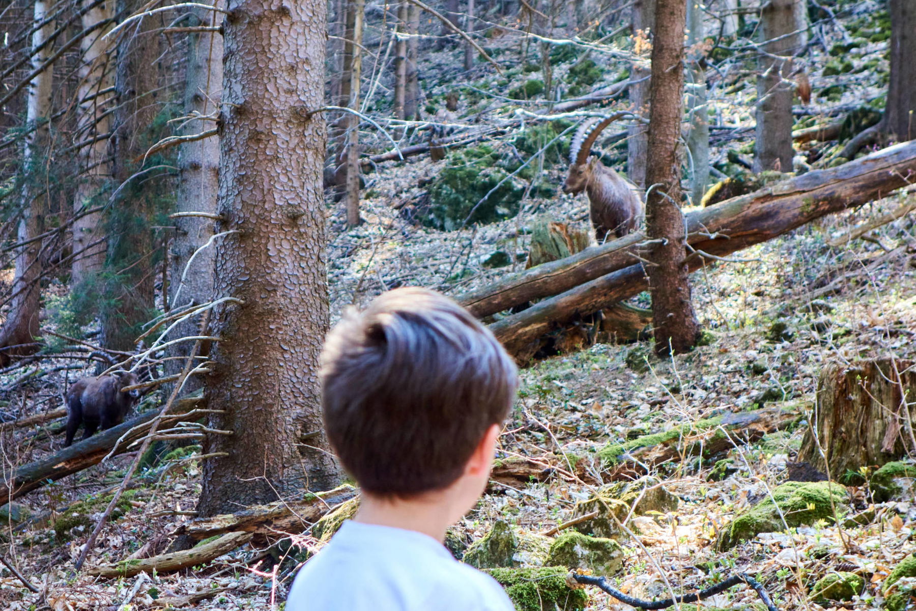 Im Abstieg treffen wir noch ein paar männliche Steinböcke.