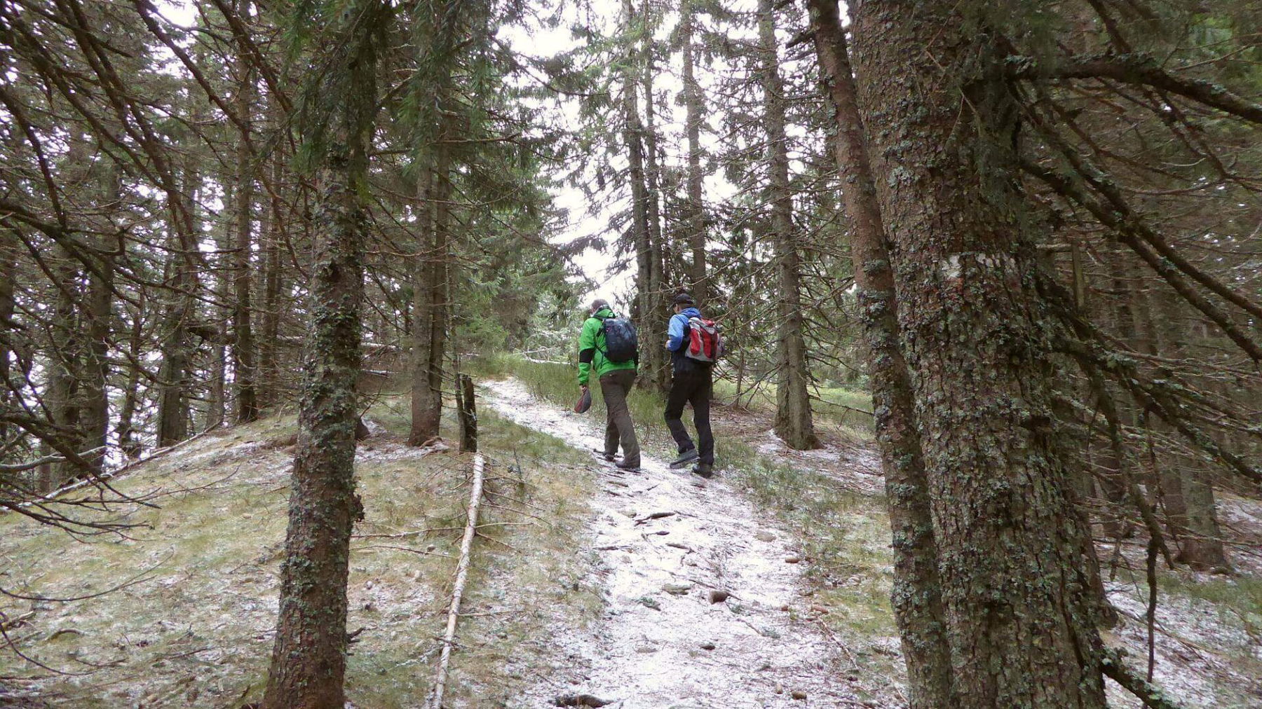 Die letzten Meter zum Gipfel des Tratenkogels.