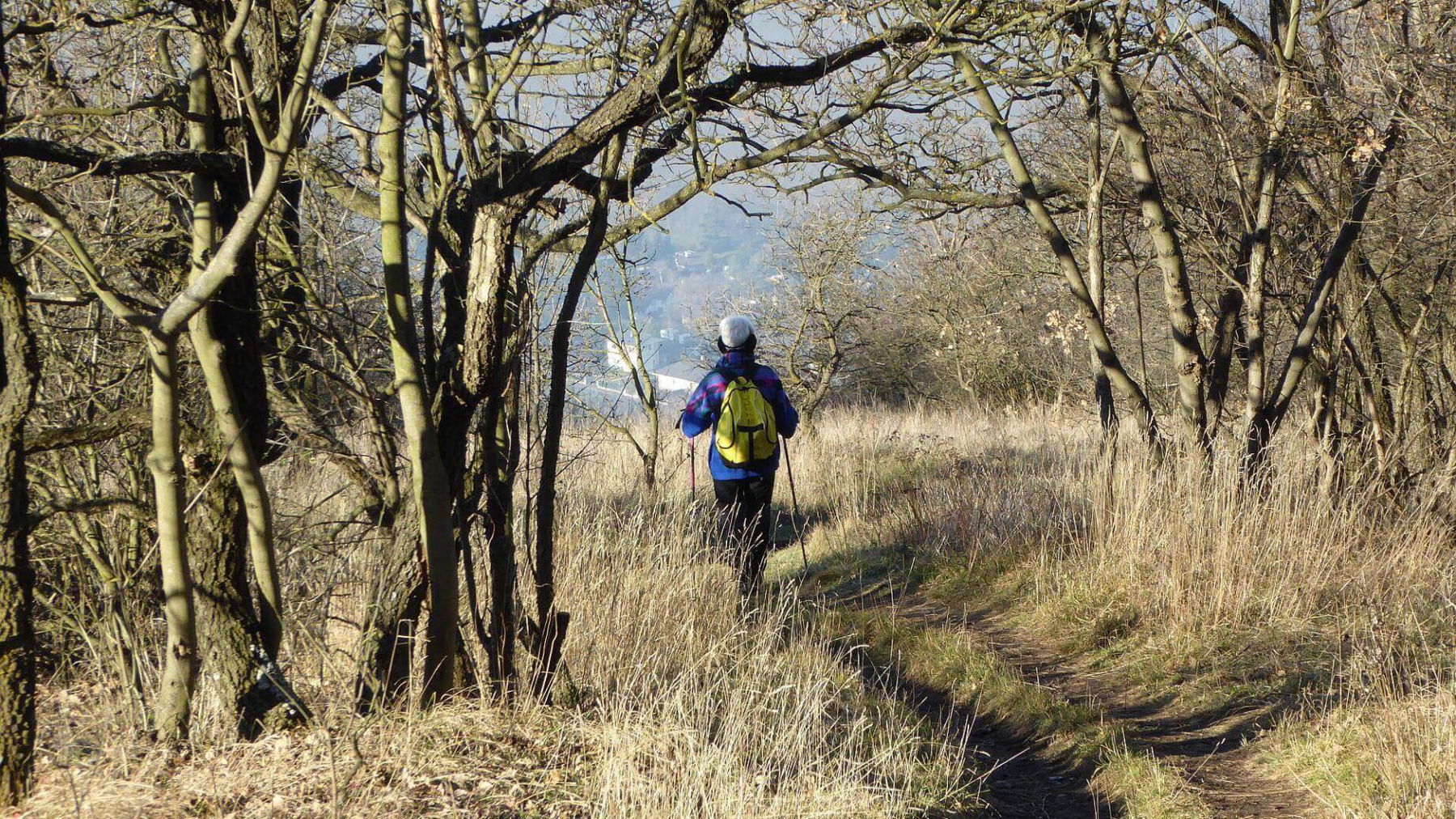 Abstieg vom Hundsheimer Berg nach Hainburg.