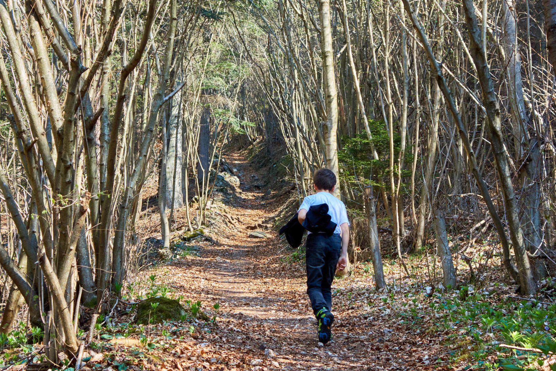 Zu Beginn führt der Weg noch recht beschaulich durch den Wald.