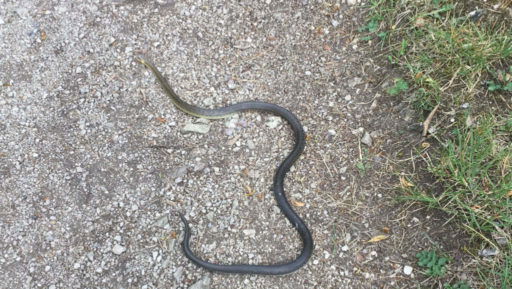 Steinbruch und Äskulapnatter. Fotos: Veronika Schöll