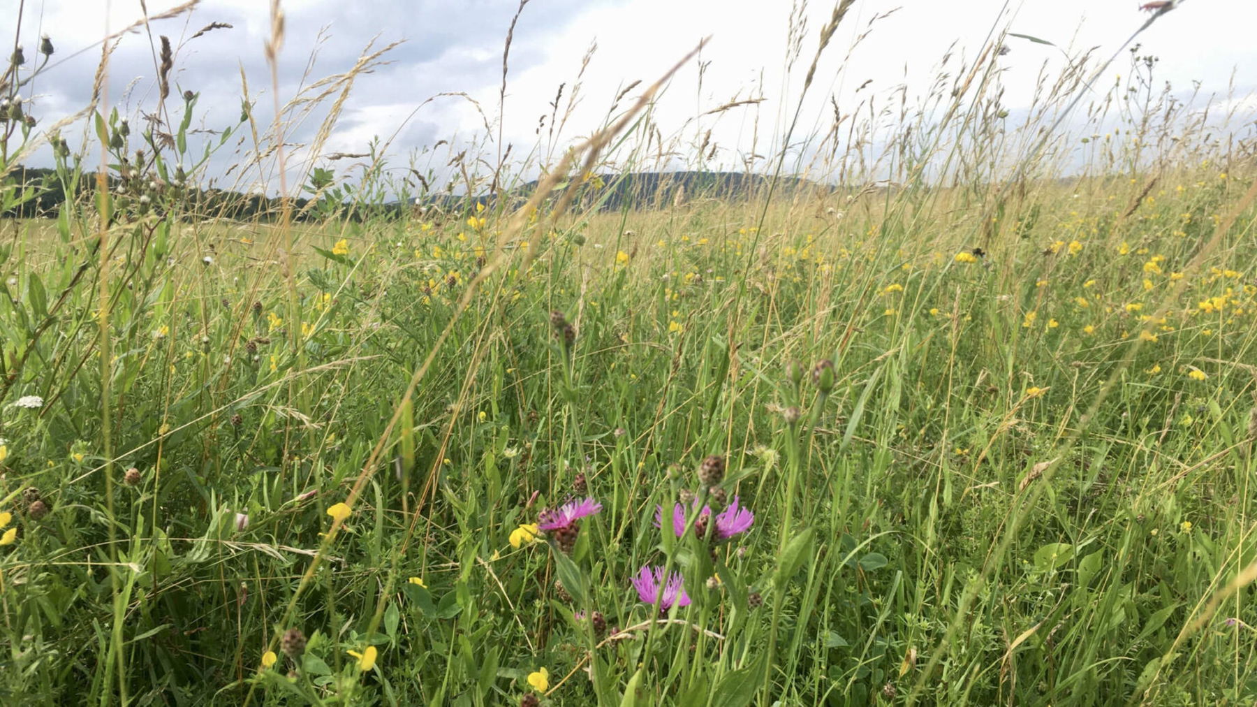 Auf der Wiese. Fotos: Veronika Schöll