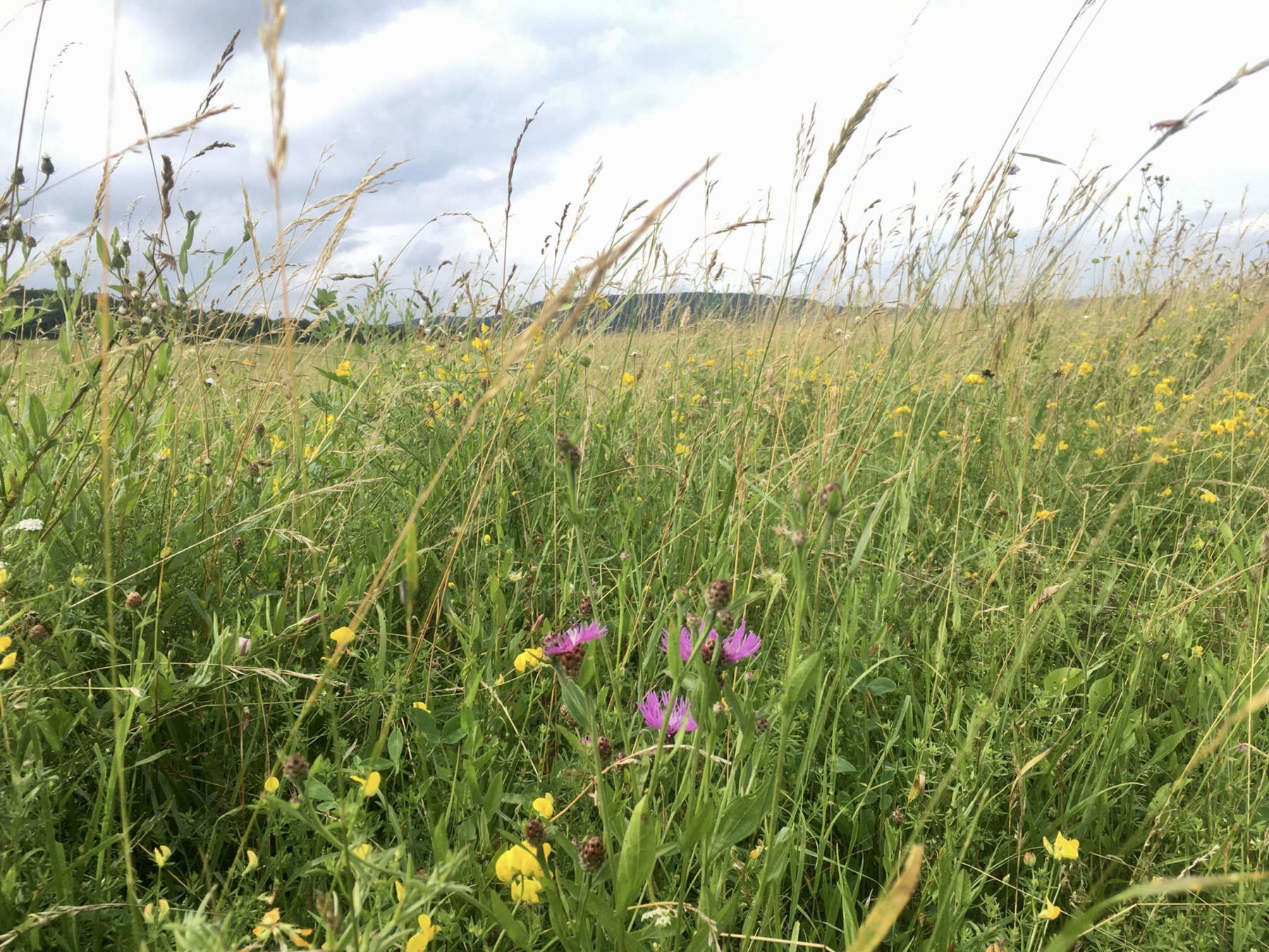 Stadtwanderweg 6 von Rodaun nach Breitenfurt