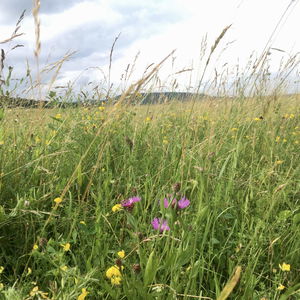 Stadtwanderweg 6 von Rodaun nach Breitenfurt