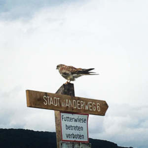 Auf der Wiese. Fotos: Veronika Schöll