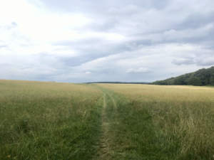 Auf der Wiese. Fotos: Veronika Schöll