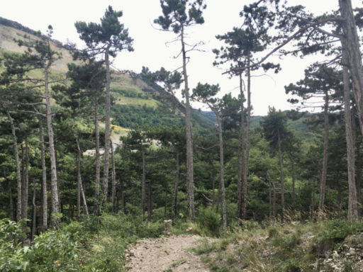 Steinbruch und Äskulapnatter. Fotos: Veronika Schöll