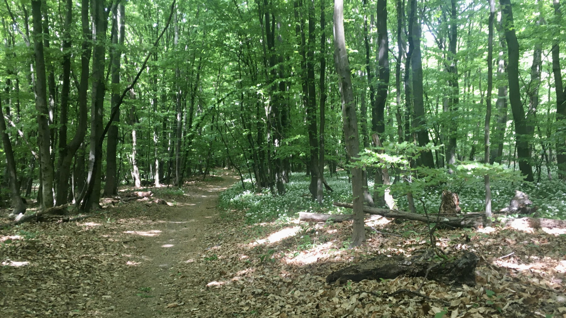 Naturpark Eichenhain. Foto: Veronika Schöll